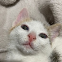 Tekir Kedi, Kedi  Minti fotoğrafı