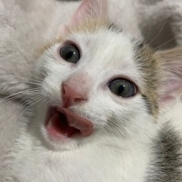 Tekir Kedi, Kedi  Minti fotoğrafı