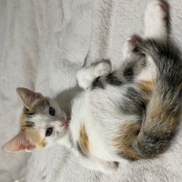 Tekir Kedi, Kedi  Minti fotoğrafı