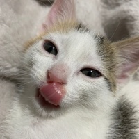 Tekir Kedi, Kedi  Minti fotoğrafı
