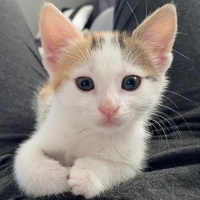 Tekir Kedi, Kedi  Minti fotoğrafı