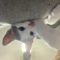 Tekir Kedi, Kedi  Minti fotoğrafı