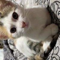 Tekir Kedi, Kedi  Minti fotoğrafı