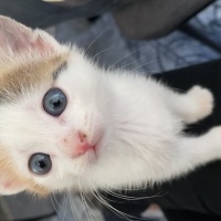 Tekir Kedi, Kedi  Minti fotoğrafı