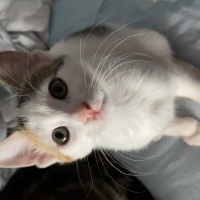 Tekir Kedi, Kedi  Minti fotoğrafı