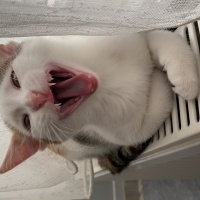 Tekir Kedi, Kedi  Minti fotoğrafı