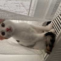 Tekir Kedi, Kedi  Minti fotoğrafı