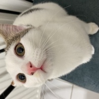 Tekir Kedi, Kedi  Minti fotoğrafı
