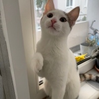 Tekir Kedi, Kedi  Minti fotoğrafı