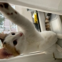 Tekir Kedi, Kedi  Minti fotoğrafı