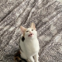 Tekir Kedi, Kedi  Minti fotoğrafı