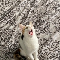Tekir Kedi, Kedi  Minti fotoğrafı