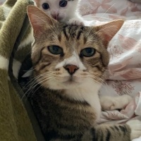 Tekir Kedi, Kedi  Miniş fotoğrafı