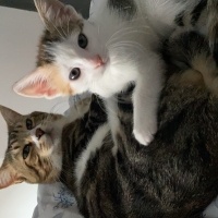 Tekir Kedi, Kedi  Miniş fotoğrafı