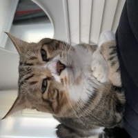Tekir Kedi, Kedi  Miniş fotoğrafı