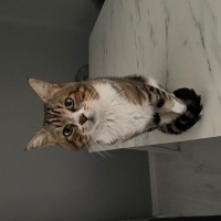 Tekir Kedi, Kedi  Miniş fotoğrafı