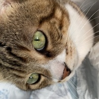 Tekir Kedi, Kedi  Miniş fotoğrafı