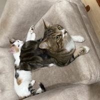 Tekir Kedi, Kedi  Miniş fotoğrafı