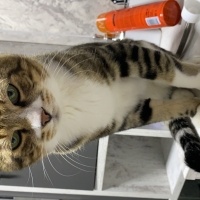 Tekir Kedi, Kedi  Miniş fotoğrafı