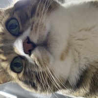 Tekir Kedi, Kedi  Miniş fotoğrafı