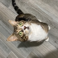 Tekir Kedi, Kedi  Miniş fotoğrafı