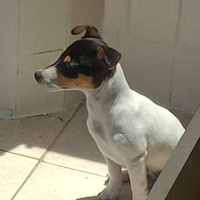 Jack Russell Terrier, Köpek  Maylo fotoğrafı