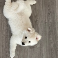 Samoyed, Köpek  ayvar fotoğrafı