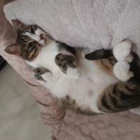 Tekir Kedi, Kedi  Zeytin fotoğrafı