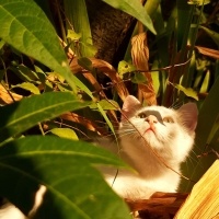 Tekir Kedi, Kedi  Şuşi fotoğrafı