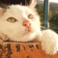 Tekir Kedi, Kedi  Şuşi fotoğrafı