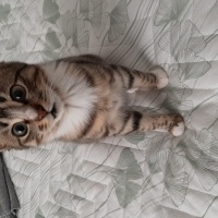Tekir Kedi, Kedi  Şuşi fotoğrafı