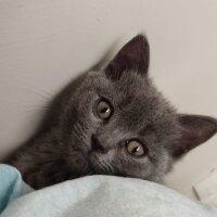 British Shorthair, Kedi  Lila fotoğrafı