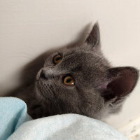 British Shorthair, Kedi  Lila fotoğrafı