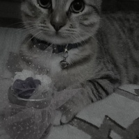 Tekir Kedi, Kedi  Lokum fotoğrafı