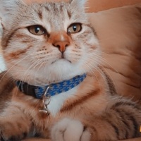 Tekir Kedi, Kedi  Lokum fotoğrafı