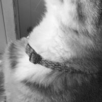 Tekir Kedi, Kedi  Lokum fotoğrafı