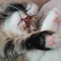 Tekir Kedi, Kedi  Lokum fotoğrafı