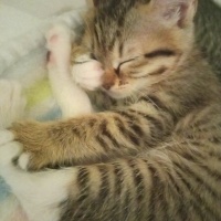 Tekir Kedi, Kedi  Lokum fotoğrafı
