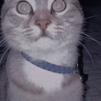 Tekir Kedi, Kedi  Lokum fotoğrafı