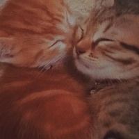 Tekir Kedi, Kedi  Lokum fotoğrafı