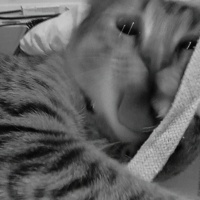 Tekir Kedi, Kedi  Lokum fotoğrafı
