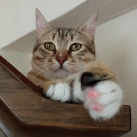 Tekir Kedi, Kedi  Lokum fotoğrafı
