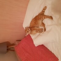 Tekir Kedi, Kedi  CİMCİME fotoğrafı