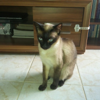 Siyam Kedisi, Kedi  Ayaz fotoğrafı