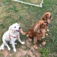 Golden Retriever, Köpek  elsa fotoğrafı