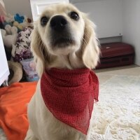 Golden Retriever, Köpek  elsa fotoğrafı