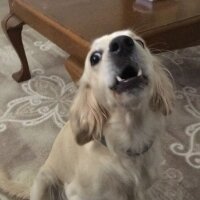 Golden Retriever, Köpek  elsa fotoğrafı