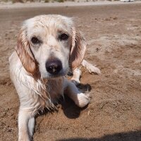 Golden Retriever, Köpek  elsa fotoğrafı