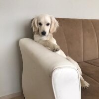 Golden Retriever, Köpek  elsa fotoğrafı