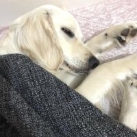 Golden Retriever, Köpek  elsa fotoğrafı